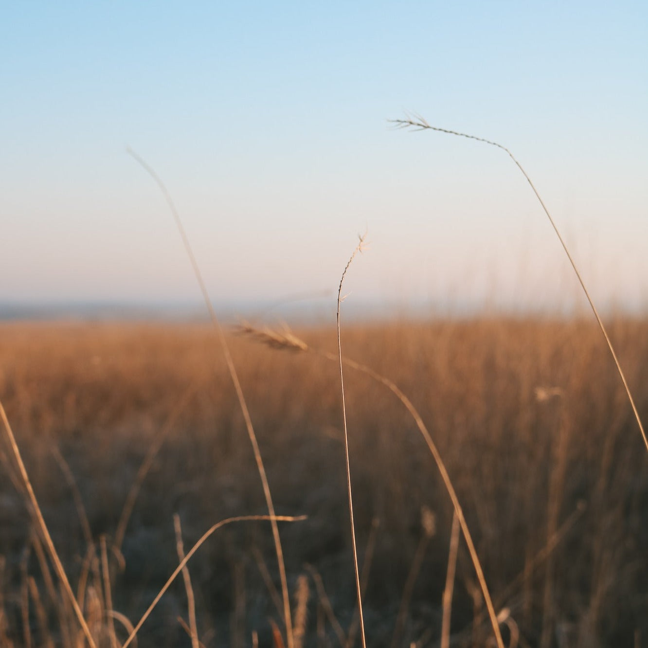 Prairie Sky Virtual Gift Card